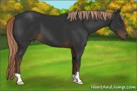Horse Color:Liver Chestnut 