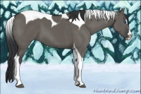 Horse Color:Grullo Splash Tobiano
