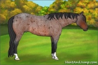 Horse Color:Bay Roan 