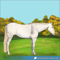 Horse Color:Buckskin Pearl Dun