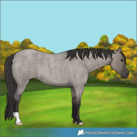 Horse Color:Smoky Grullo Roan 