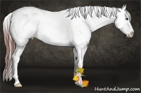 Horse Color:Brown Sabino Frame Appaloosa 