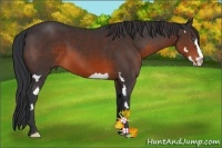 Horse Color:Brown Splash Frame 