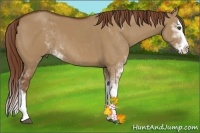 Horse Color:Red Dun Sabino Splash