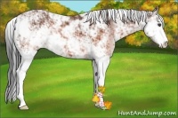 Horse Color:Brown Sabino 