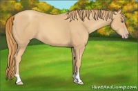 Horse Color:Gold Champagne 