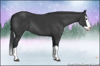 Horse Color:Black Splash