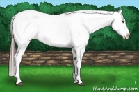 Horse Color:White Spotted Black Appaloosa Rabicano