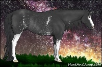 Horse Color:White Spotted Black Rabicano 