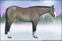 Horse Color:Grullo Splash Rabicano