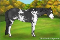 Horse Color:Black Sabino