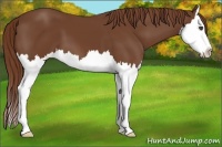 Horse Color:Chestnut Sabino Splash
