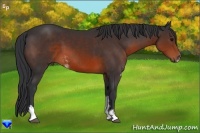 Horse Color:Brown Sabino