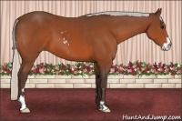 Horse Color:Silver Bay Sabino Frame 