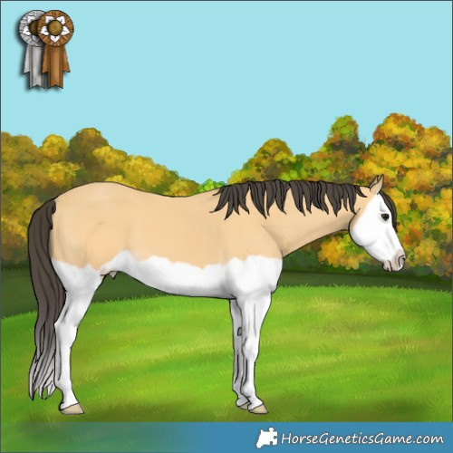 Horse Color:Buckskin Splash Frame 