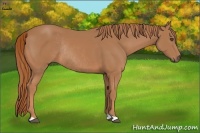 Horse Color:Chestnut Rabicano 