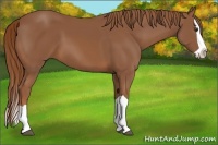 Horse Color:Chestnut Splash 