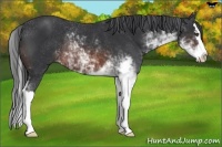 Horse Color:Brown Sabino Splash Rabicano 