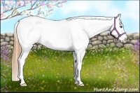 Horse Color:Classic Cream Champagne Roan Splash Frame Appaloosa 