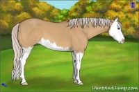 Horse Color:Silver Bay Dun Sabino Splash