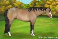 Horse Color:Bay Dun Sabino Rabicano
