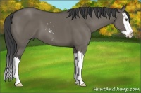 Horse Color:Smoky Grullo Sabino Splash 