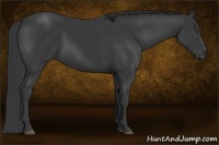 Horse Color:Black 