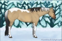 Horse Color:Bay Dun Tobiano 