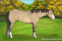 Horse Color:Amber Cream Champagne Splash 