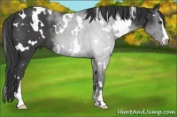 Horse Color:White Spotted Smoky Black Sabino 