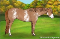 Horse Color:White Spotted Chestnut Frame