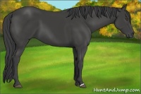 Horse Color:Smoky Black