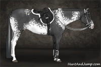 Horse Color:White Spotted Blue Roan 