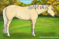 Horse Color:Palomino Rabicano