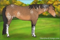 Horse Color:White Spotted Buckskin