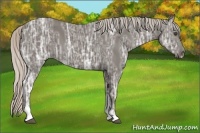 Horse Color:Silver Black Ice Sabino 