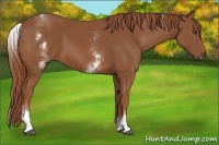Horse Color:White Spotted Chestnut 