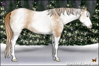 Horse Color:White Spotted Chestnut Pearl Splash