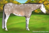 Horse Color:Buckskin Ice Sabino Splash 