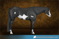 Horse Color:Black Frame 