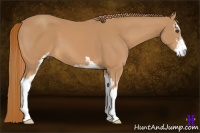 Horse Color:Chestnut Sabino