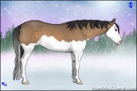 Horse Color:Bay Dun Splash 