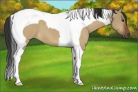 Horse Color:Bay Dun Tobiano