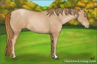 Horse Color:Chestnut Pearl Rabicano