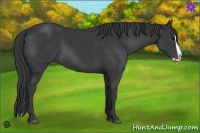 Horse Color:Black Splash 