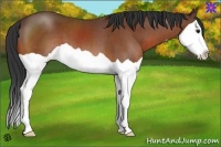 Horse Color:Bay Splash 