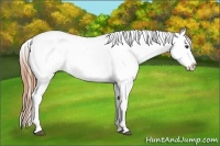 Horse Color:Red Roan Appaloosa 