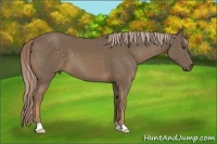 Horse Color:Chocolate Palomino 