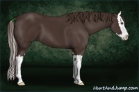 Horse Color:Liver Chestnut Sabino Splash
