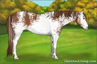 Horse Color:White Spotted Chestnut Sabino